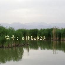 Ų