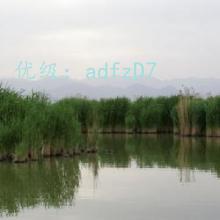 ˲