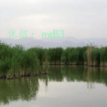 ȫ
