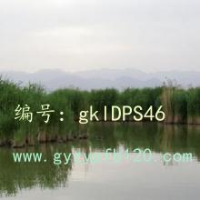 ʦ