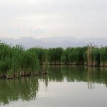 ʦ