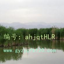 ĩ