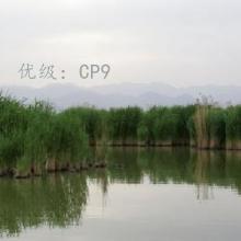 ȫ
