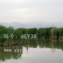 α