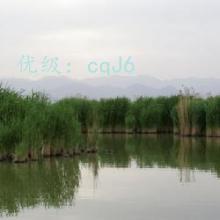 α