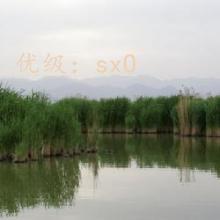 Ų