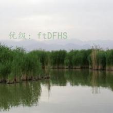 ˲