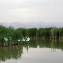 Ų